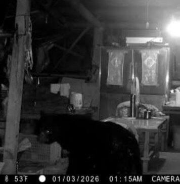 Formoški črni medved se potika po skednju