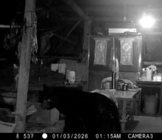 Formoški črni medved se potika po skednju