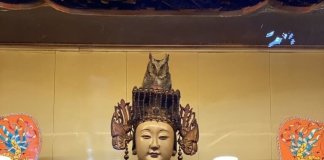 Sova si je izbrala boginjo Mazu v templju Miaolija Foto: Gorska sova sedi na glavi kipa Mazu v templju Quan Hua v okrožju Miaolija, kjer je domovala dve noči in tri dni, preden je odletela (CNA).