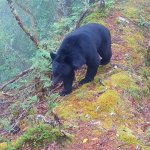 Število tajvanskih črnih medvedov je ocenjeno na 1.200