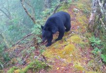 Število tajvanskih črnih medvedov je ocenjeno na 1.200