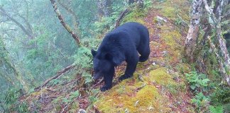 Število tajvanskih črnih medvedov je ocenjeno na 1.200