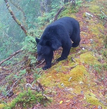Število tajvanskih črnih medvedov je ocenjeno na 1.200