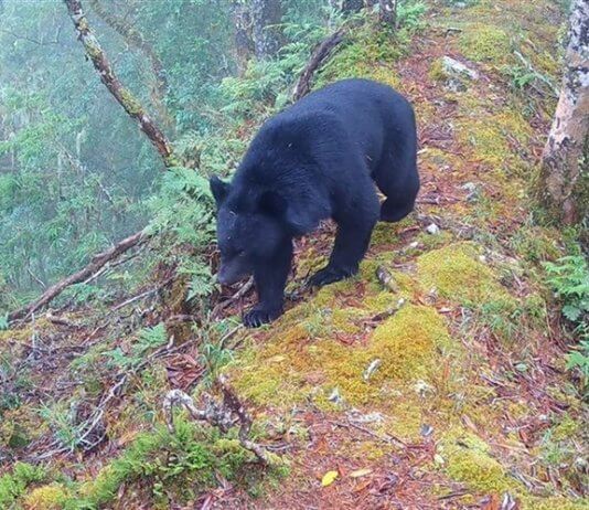 Število tajvanskih črnih medvedov je ocenjeno na 1.200